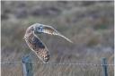 Carrie Calvert's striking image of a short-eared owl in flight