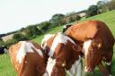 Dairy cows - but do we value the production of their milk? credit French & Lamming Media