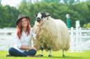 GYS19....The Red Shepherdess Hannah Jackson with a Westmorland Rough Fell at the Great Yorkshire Show.

Photography by Richard Walker