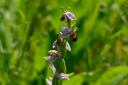 A bee orchid