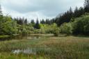 Vast new wild areas will be added to Kielder Forest