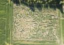 The new sunflower maze at Lakeland Maze Farm Park