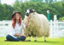 GYS19....The Red Shepherdess Hannah Jackson with a Westmorland Rough Fell at the Great Yorkshire Show.

Photography by Richard Walker