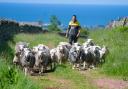 Ian Knight with his Herdwick ewes and Beltex cross lambs