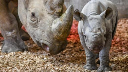 ZOO: A look back at the year at the Safari Zoo