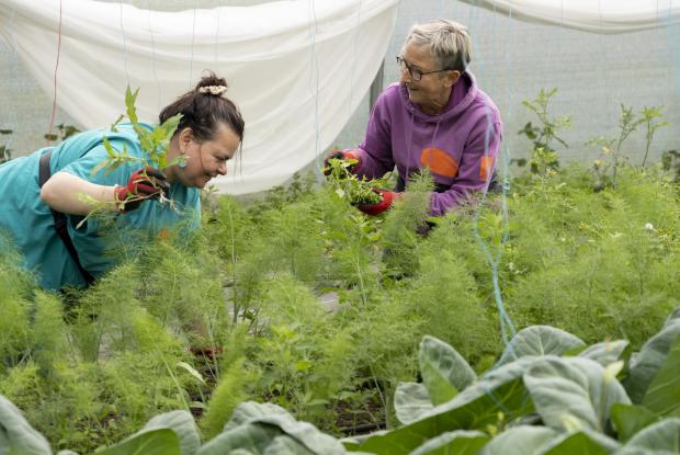 In Cumbria: SUPPORT: Growing Well volunteers working in a polytunnel at Low Sizergh Farm