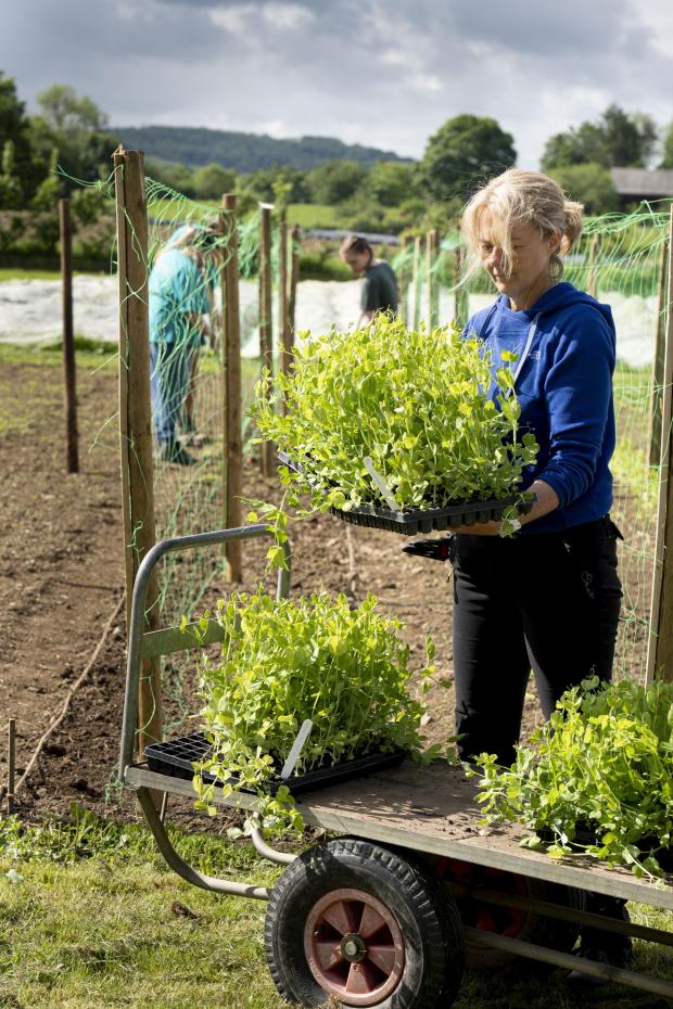 In Cumbria: VOLUNTEERING: Growing Well volunteers working in the fields at Low Sizergh Farm