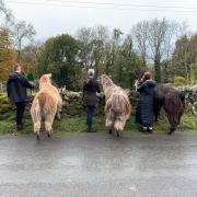 SUPPORT NEEDED: A popular interactive farm is asking the community for help to create an accessible space for all to enjoy              Pictures: The Woolly Farm