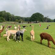 FITNESS: Alpaca Pilates at Bardsea Alpacas