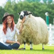 GYS19....The Red Shepherdess Hannah Jackson with a Westmorland Rough Fell at the Great Yorkshire Show.

Photography by Richard Walker