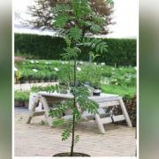 DONATION: Rowan Tree saplings are to be supplied by Beetham Nurseries