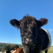 One of the Castle Belties that have become Instagram stars