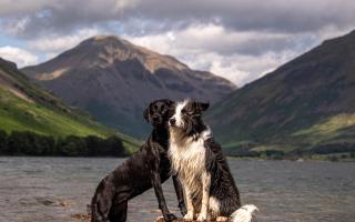 Two pooches in an epic Lake District landscape.